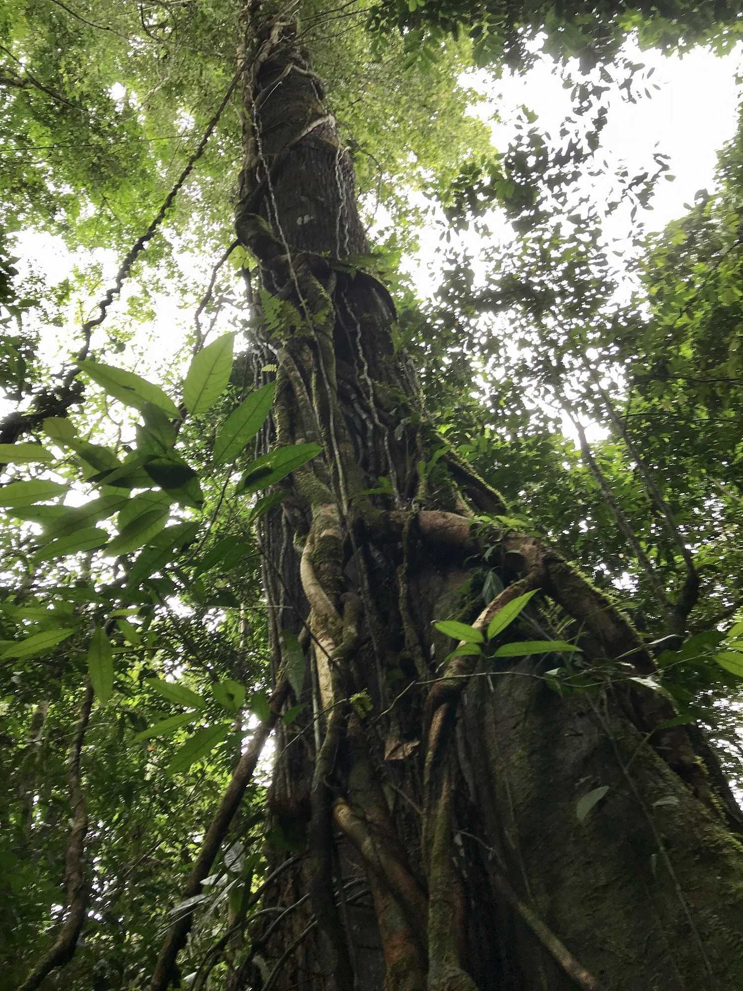 Plum Landing : Jungle Rangers -- Missions in the Borneo Rainforest