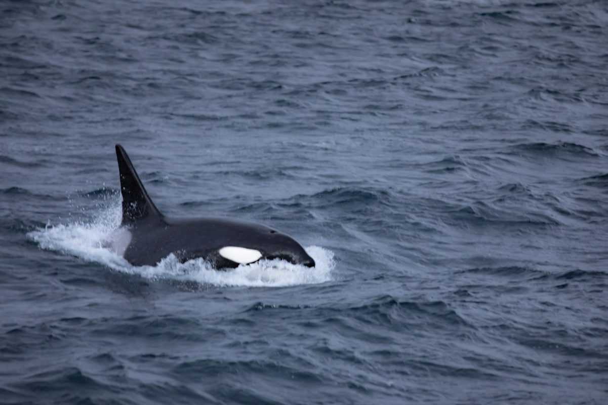 trips to norway to see killer whales