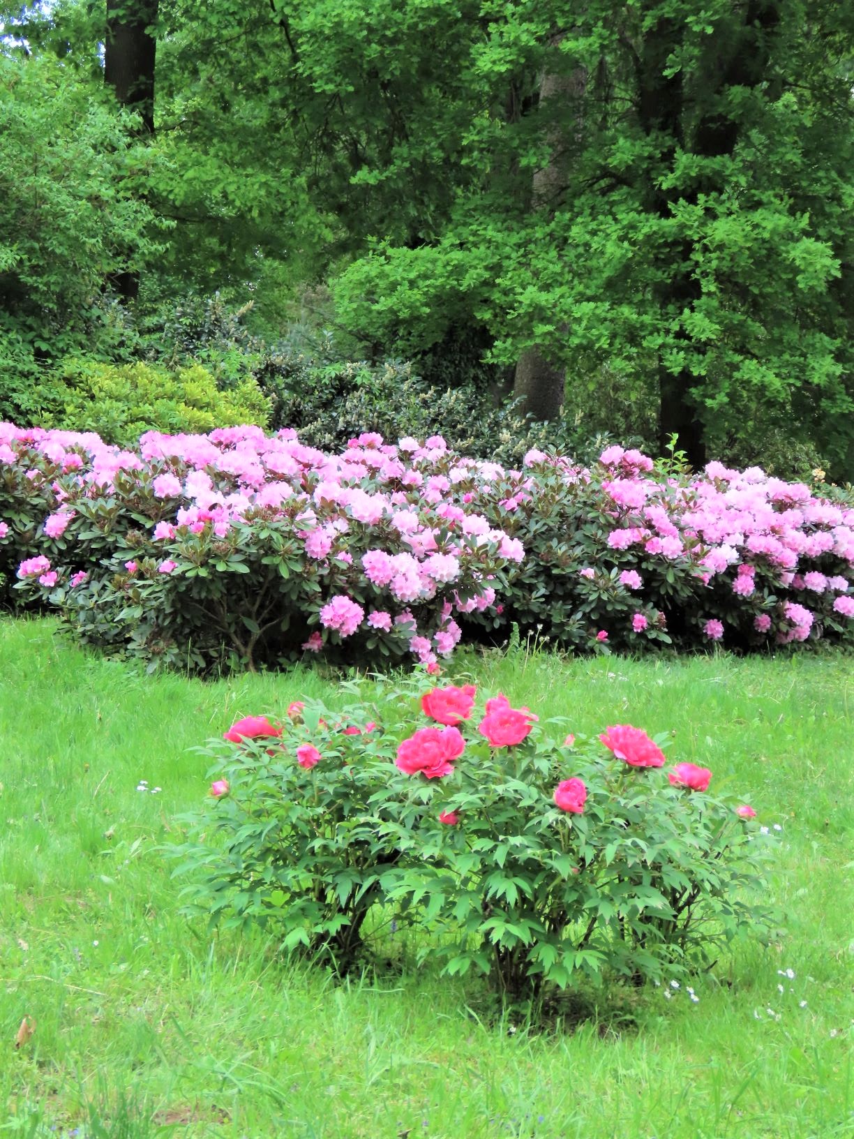 kámoni arborétum rododendron